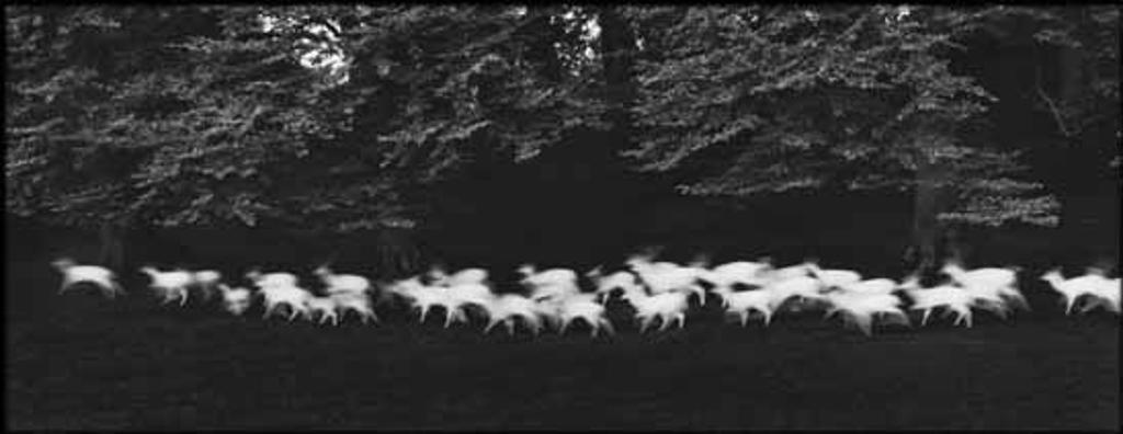 Paul Caponigro (1932) - White Deer Running, County Wicklow, Ireland