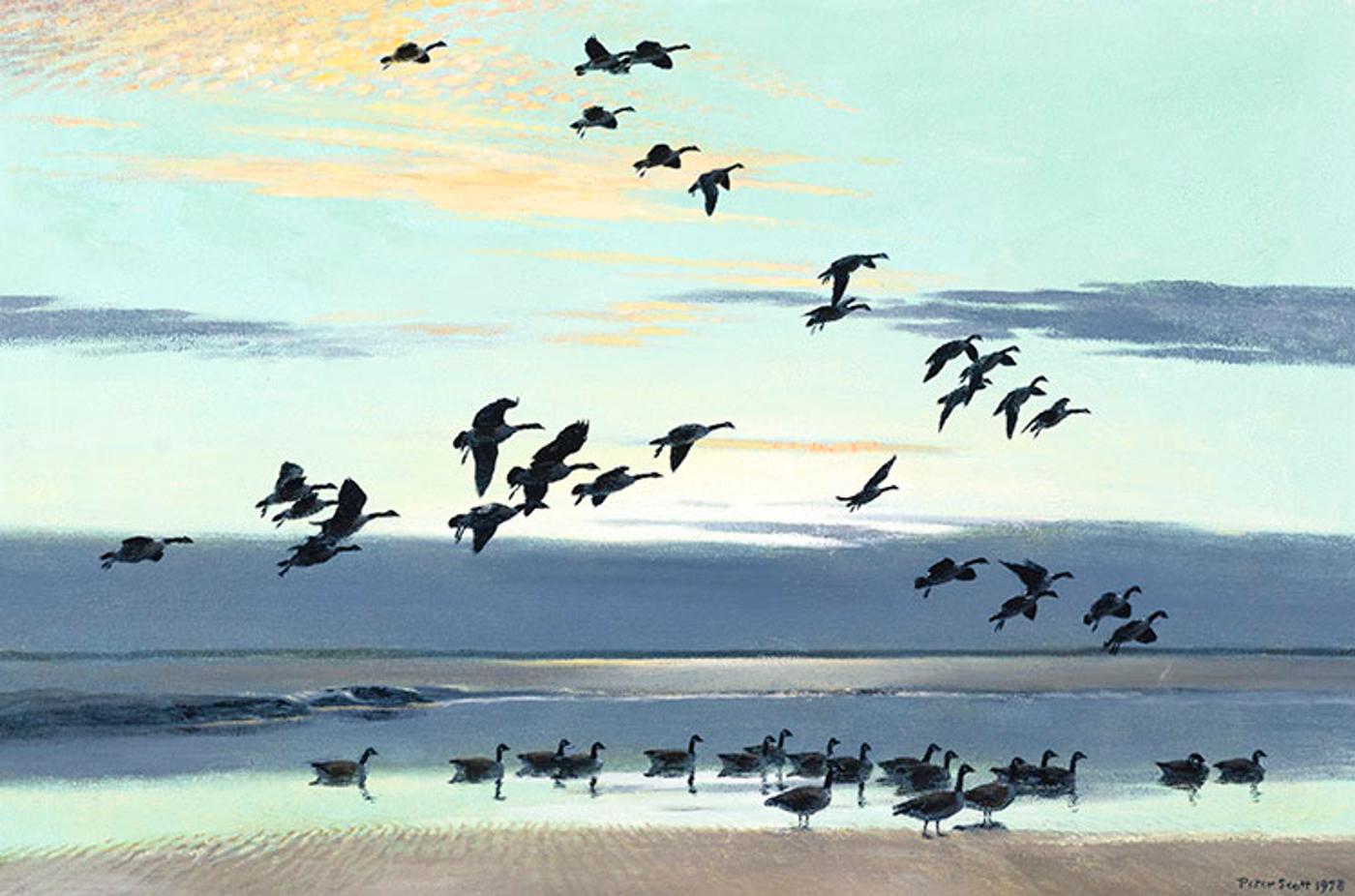 Peter Scott (1909-1980) - Canada Geese Coming out to the Estuary