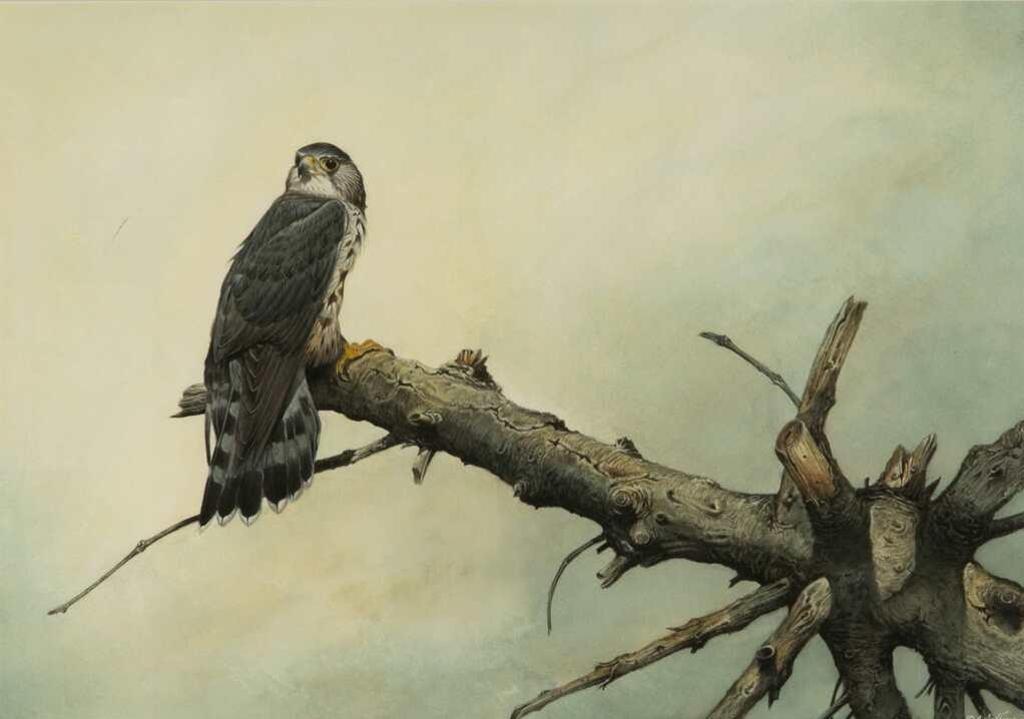 Alan Sakhavarz (1945) - Untitled (Osprey)