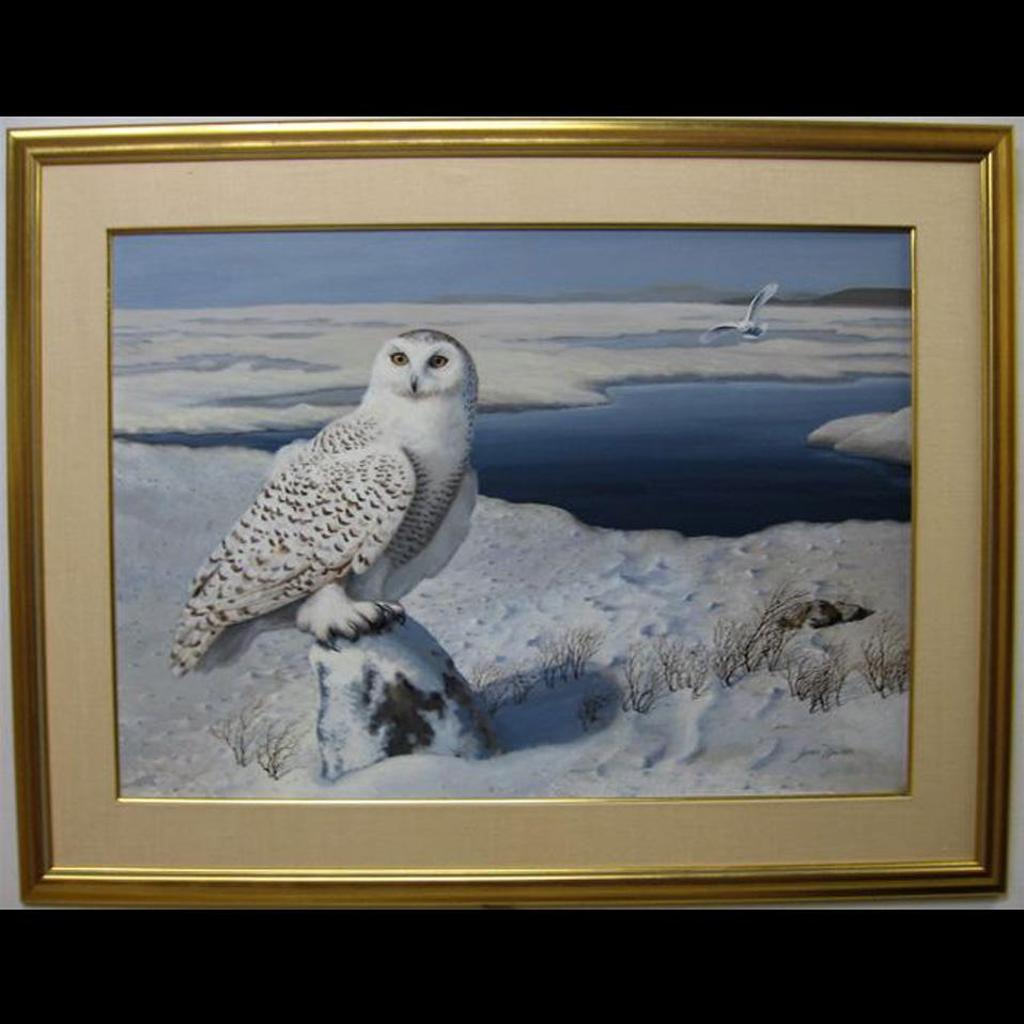 James Walker - Snowy Owl