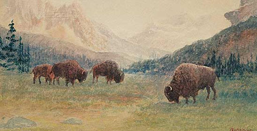 John B. Wilkinson (1865-1907) - Buffalo - Banff, Alberta