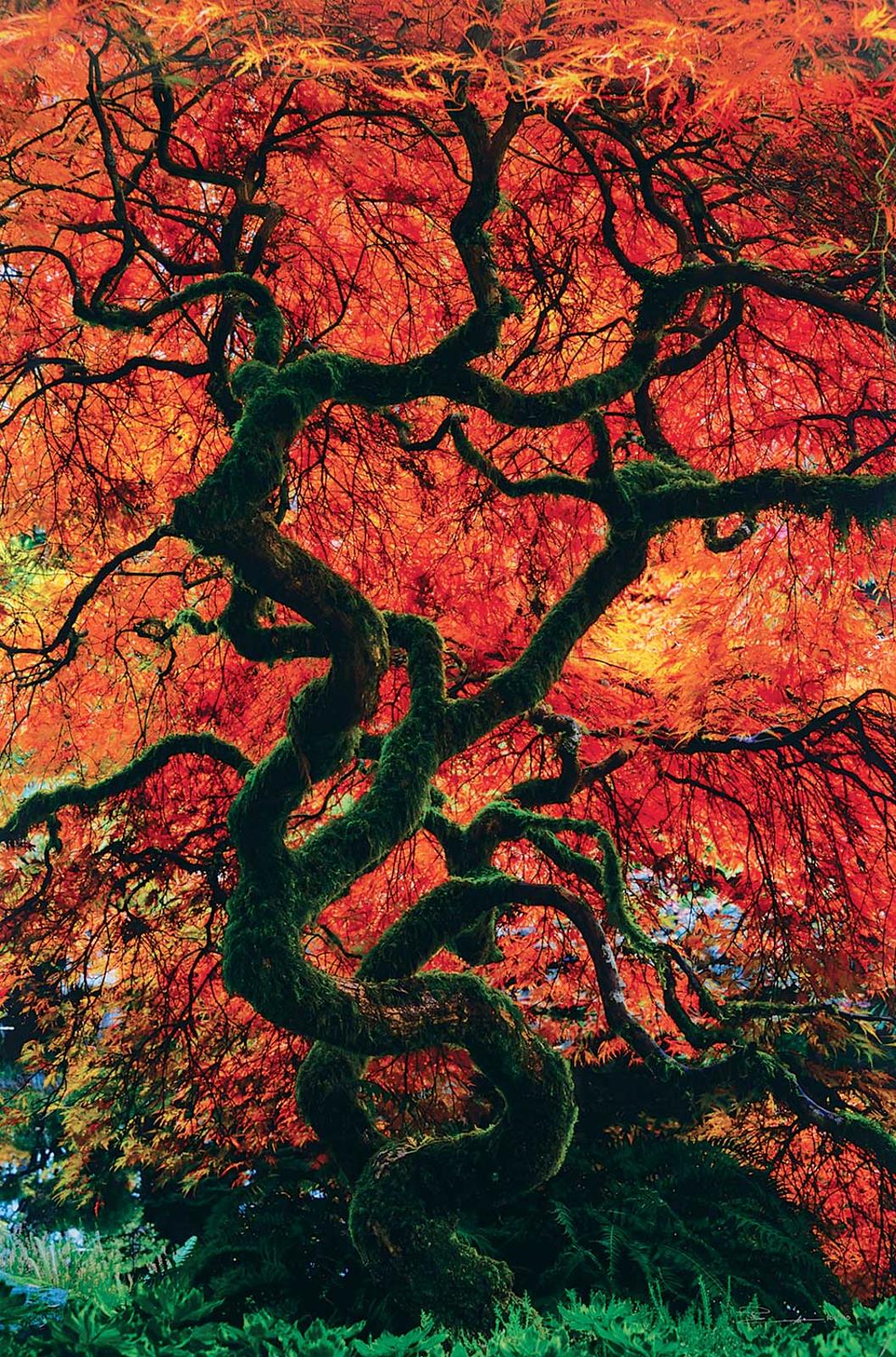 Peter Lik (1959) - Infinity Tree  #304/950