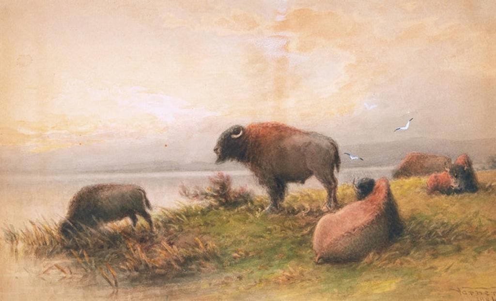 Frederick Arthur Verner (1836-1928) - Bison - Evening