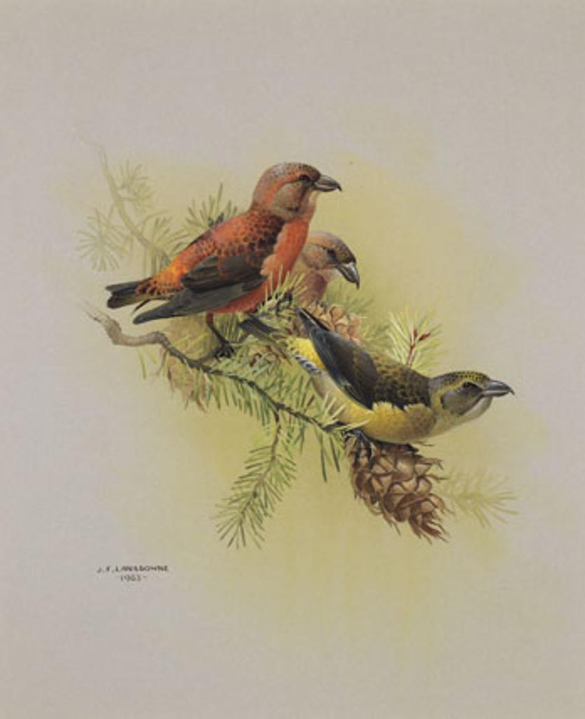 James Fenwick Lansdowne (1937-2008) - Red Crossbill