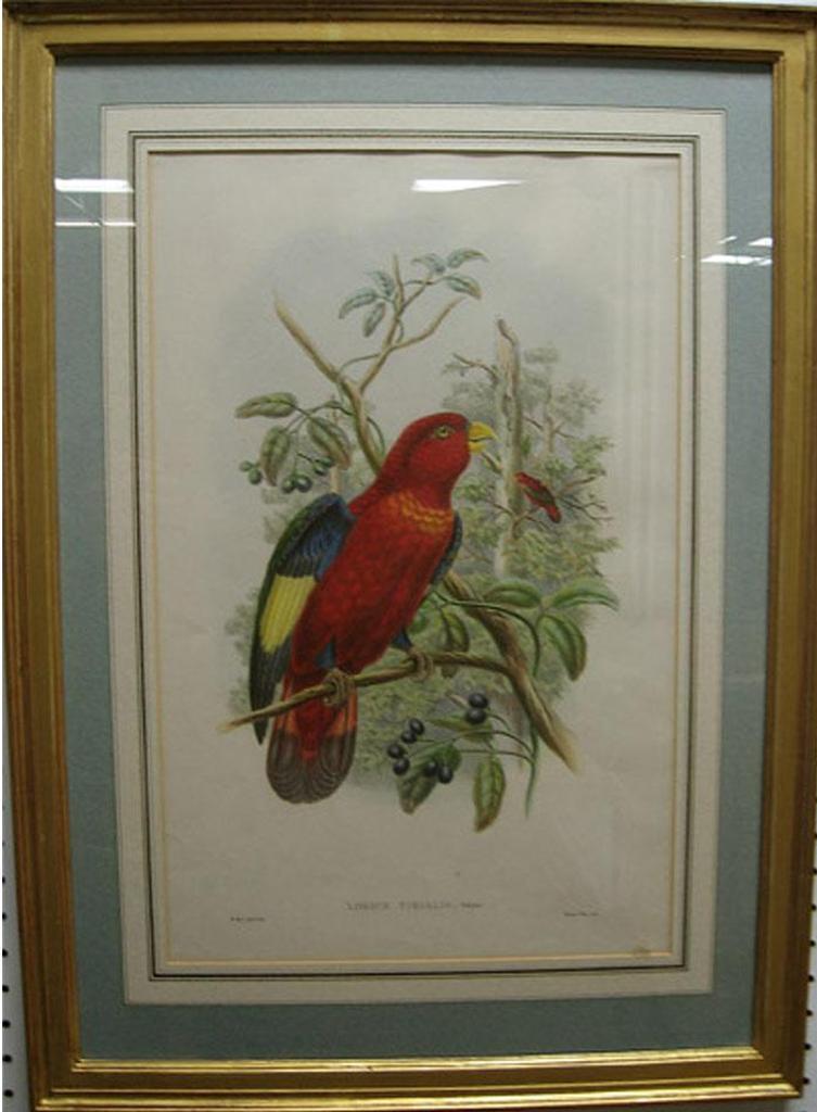 John Howard Gould (1929-2010) - Lorius Tibialis; Pitta Caeruleitorques (Birds)