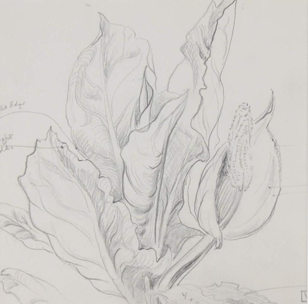 William Percival (W.P.) Weston (1879-1967) - Skunk Cabbage