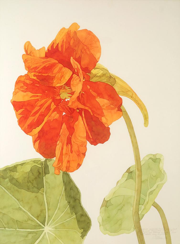 Sally Wildman (1939) - Nasturtium