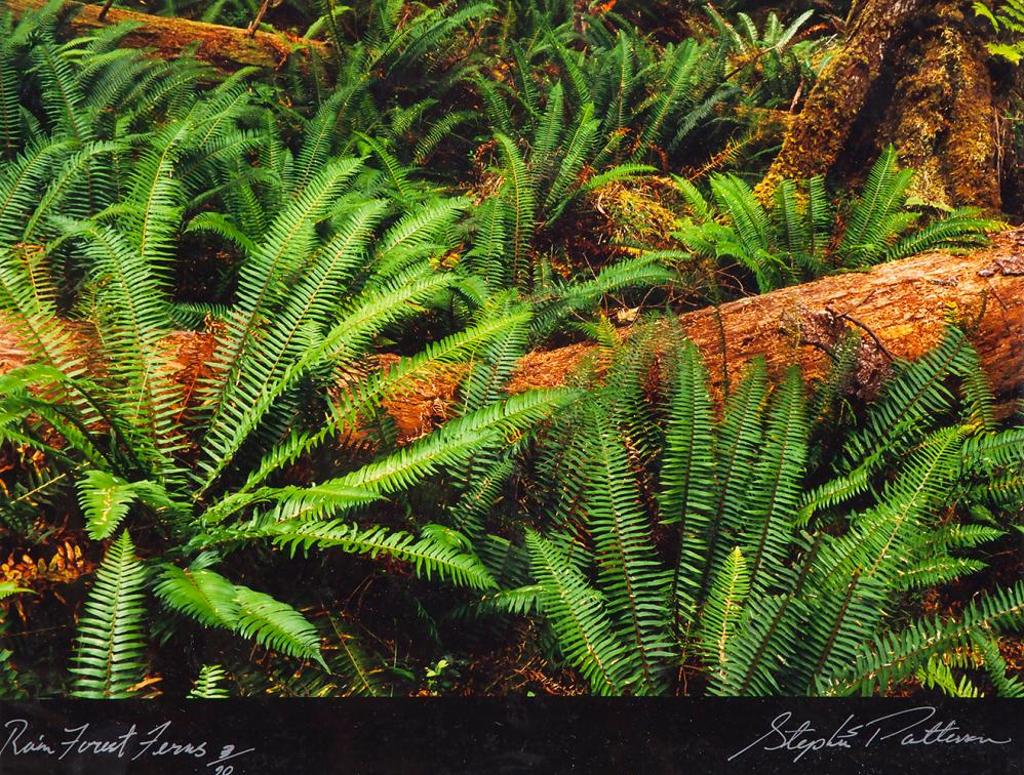 Stephen Scott Patterson - Rain Forest Ferns