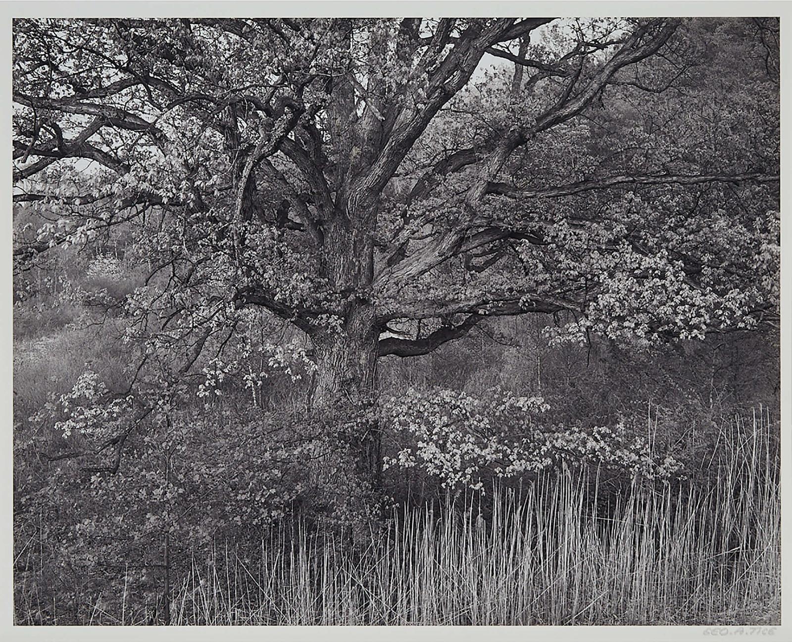 George A. Tice (1938) - Oak Tree, Holmdel, New Jersey, 1970