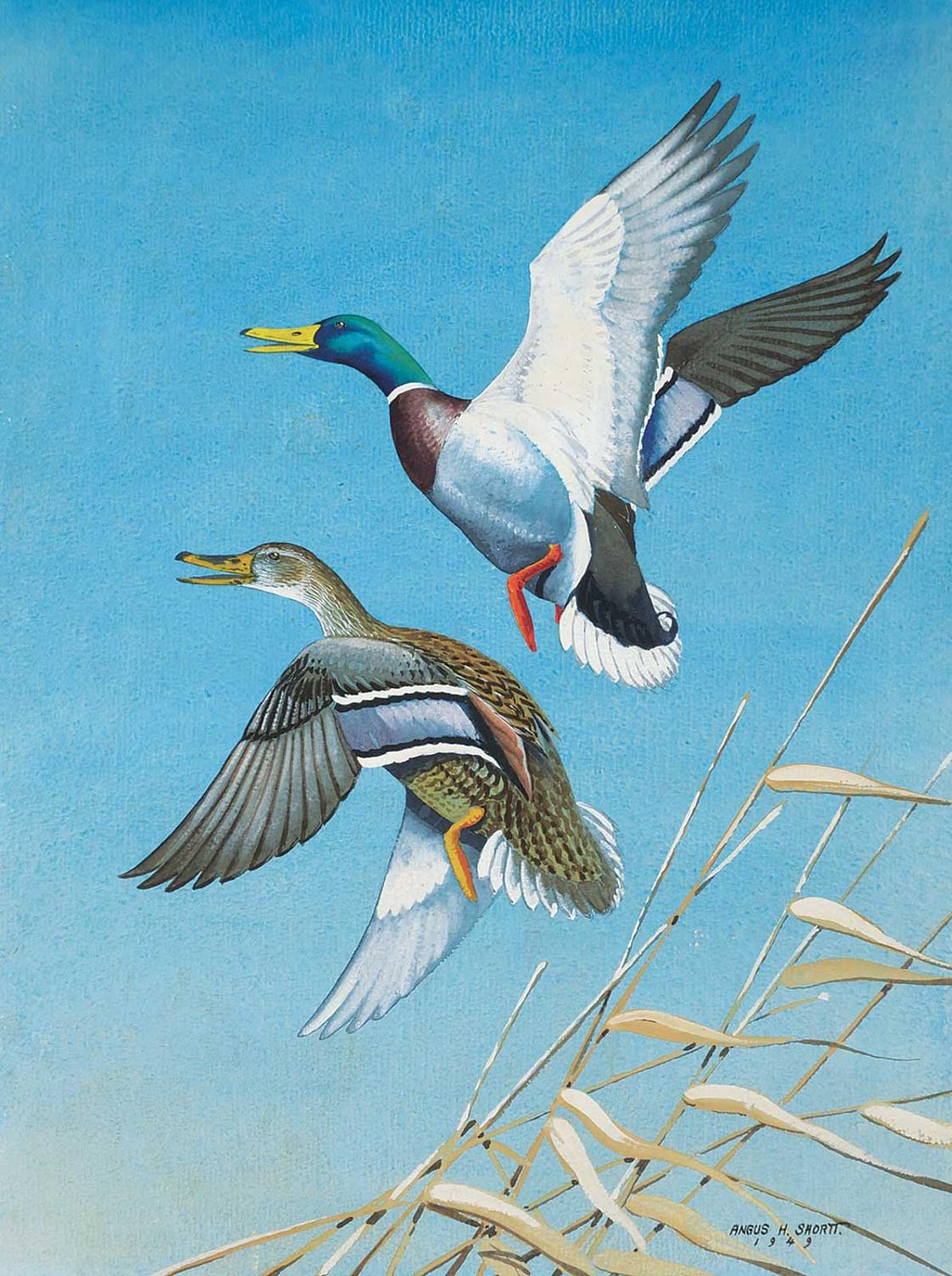 Angus Henry Shortt (1908-2006) - Untitled - Ducks Taking Flight