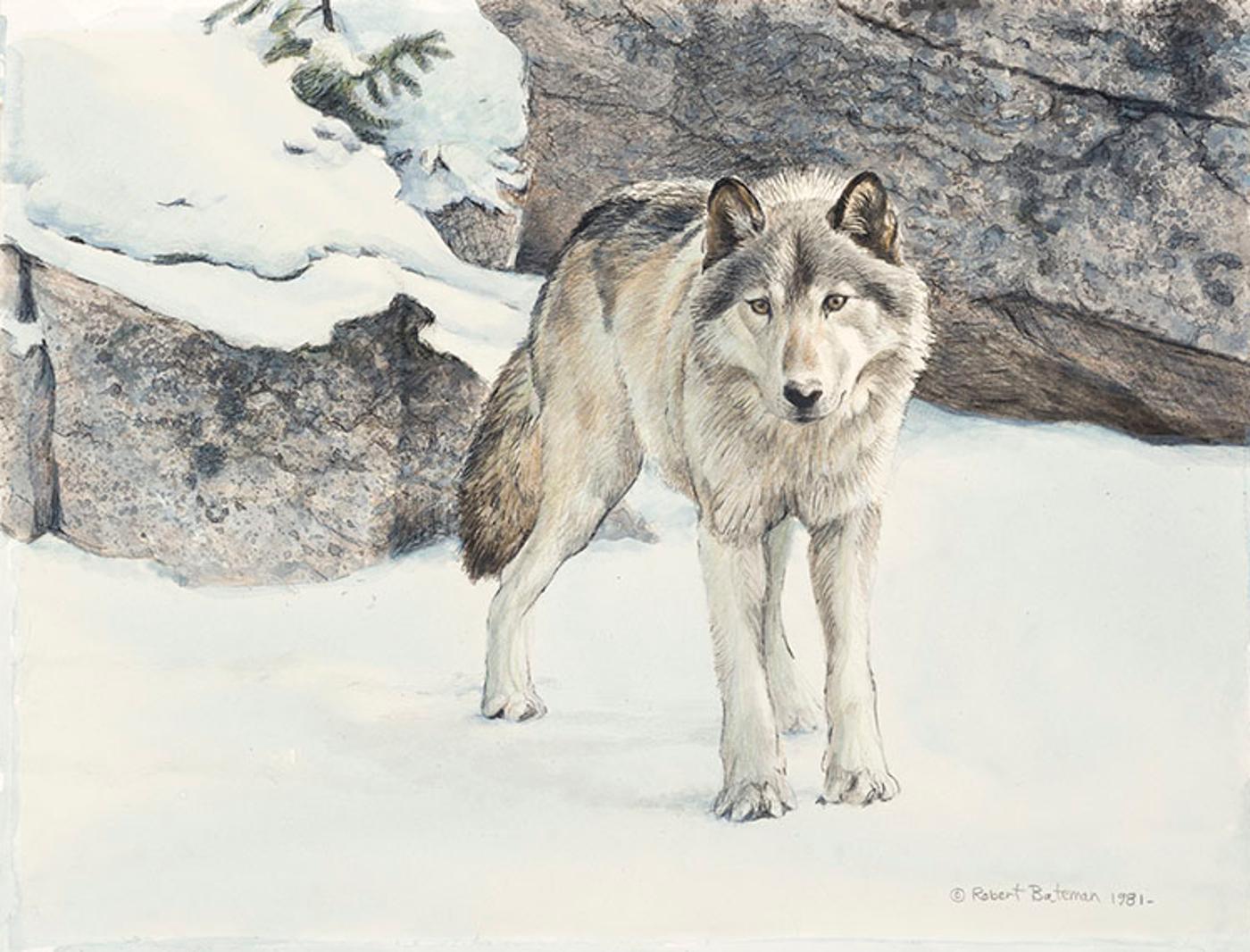 Robert Mclellan Bateman (1930-1922) - Timber Wolf, Winter