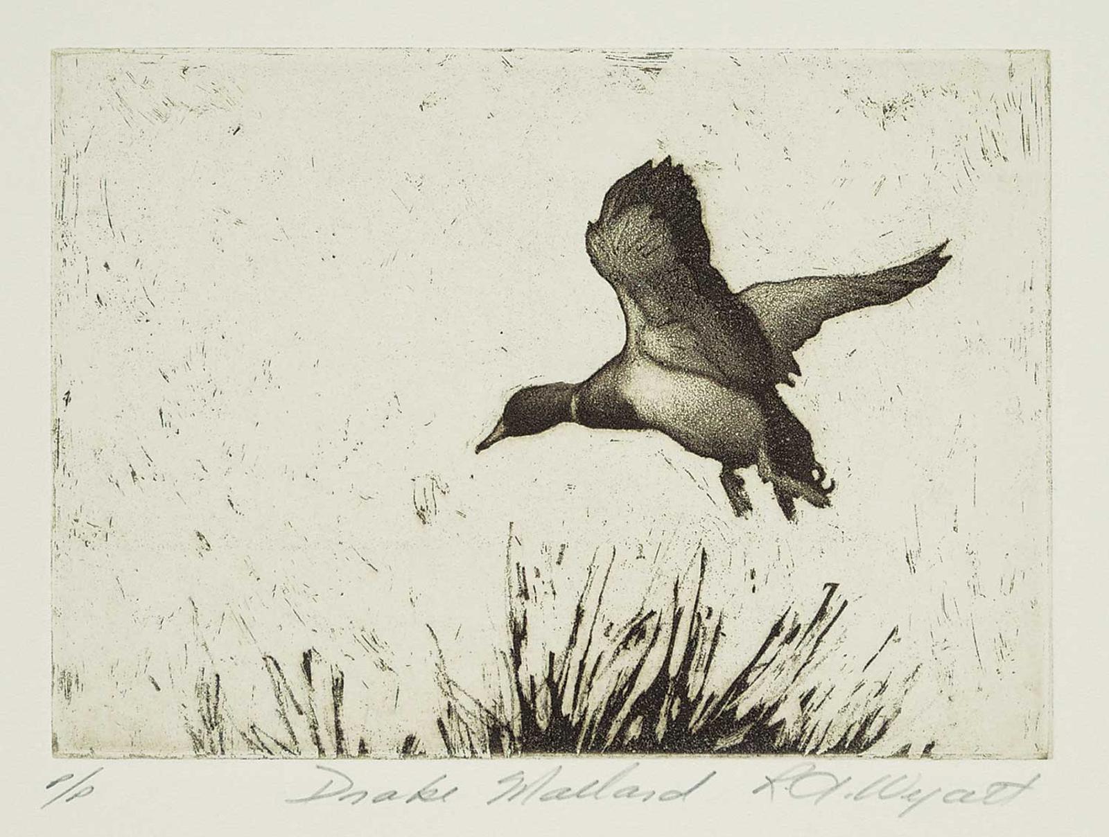 Robert A. Wyatt (1946) - Drake Mallard  #P/P