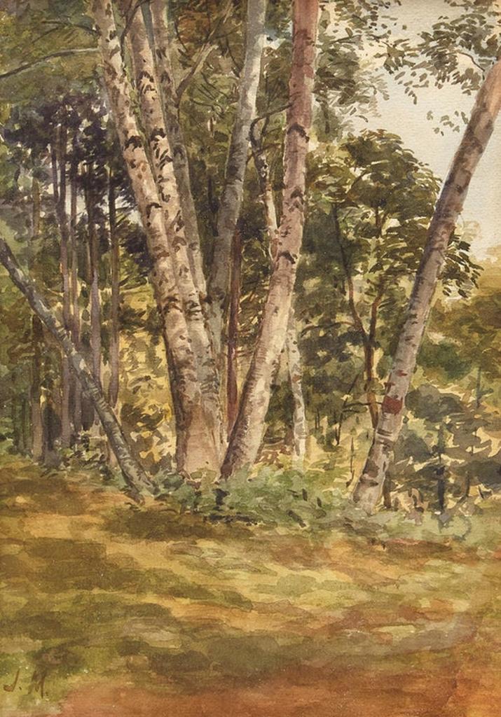 James Edward Hervey (J.E.H.) MacDonald (1873-1932) - Birch Woods