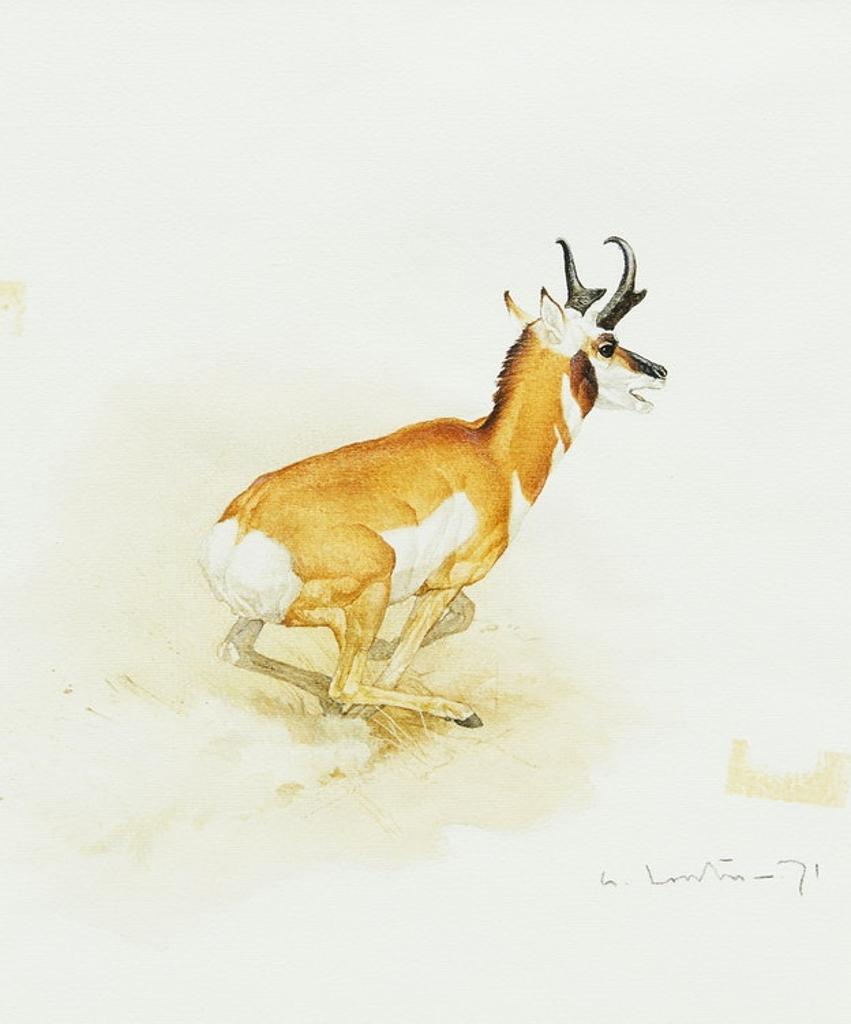 Martin Glen Loates (1945) - Antelope