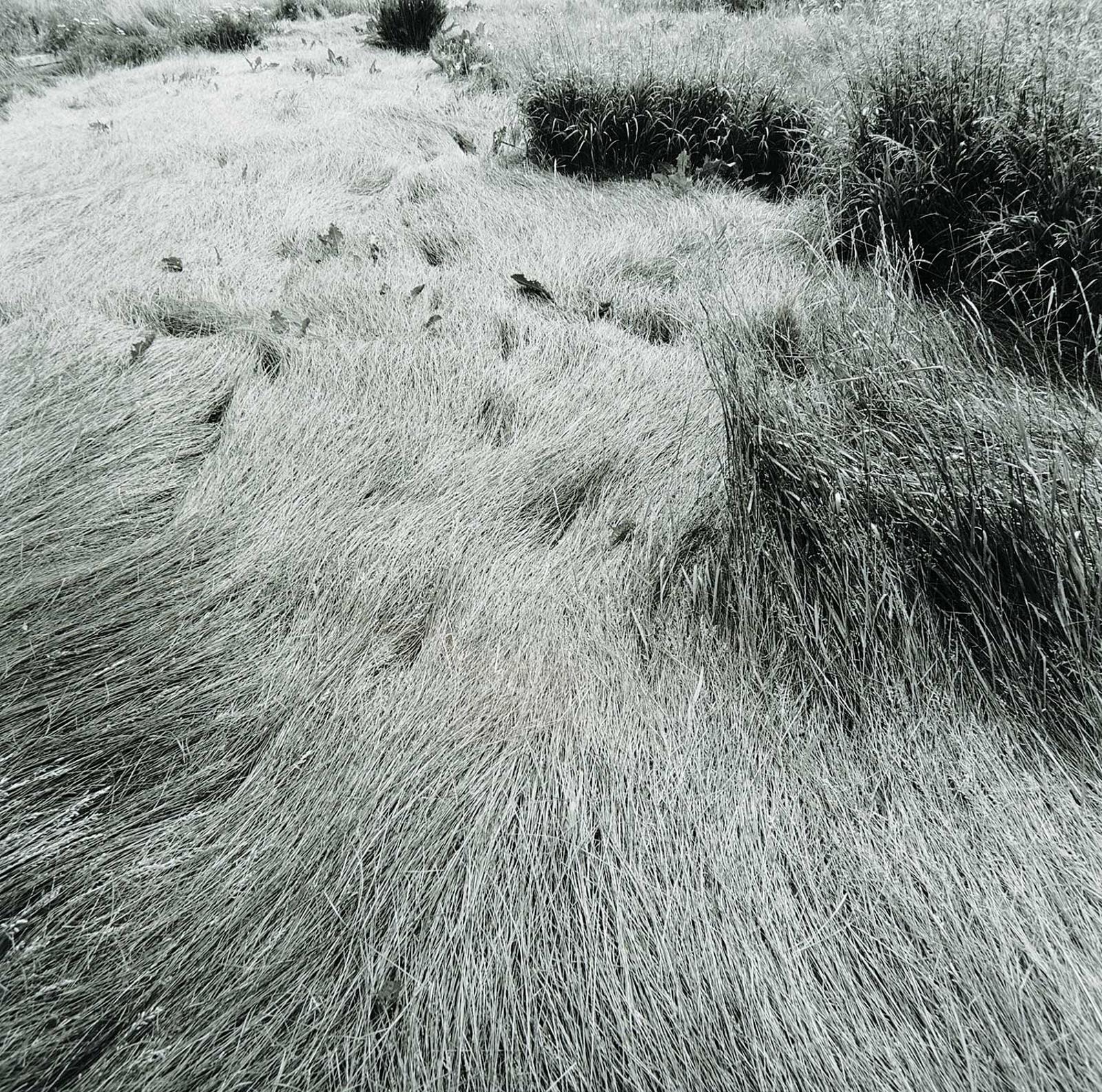 Geoffrey James (1942) - Untitled - Meadow Grasses
