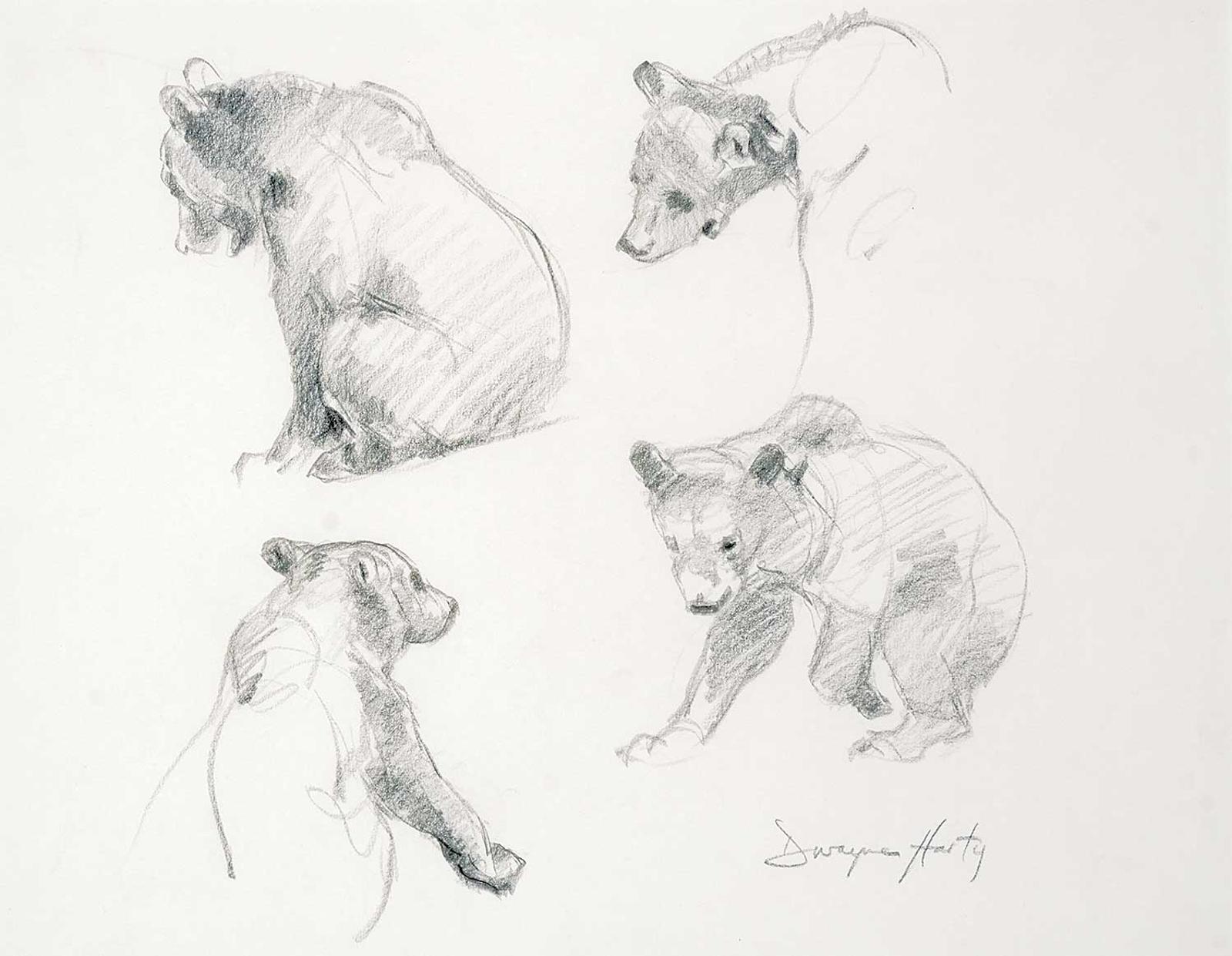 Dwayne Harty (1957) - Untitled - Bear Study
