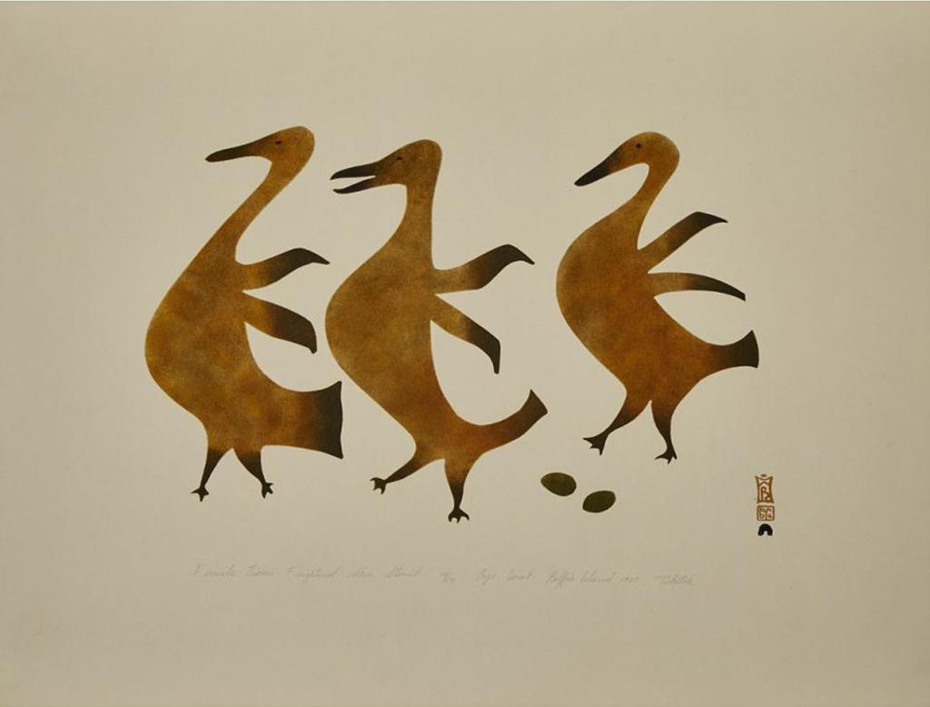 Tikitu Qinnuayuak (1908-1992) - Female Eiders Frightened