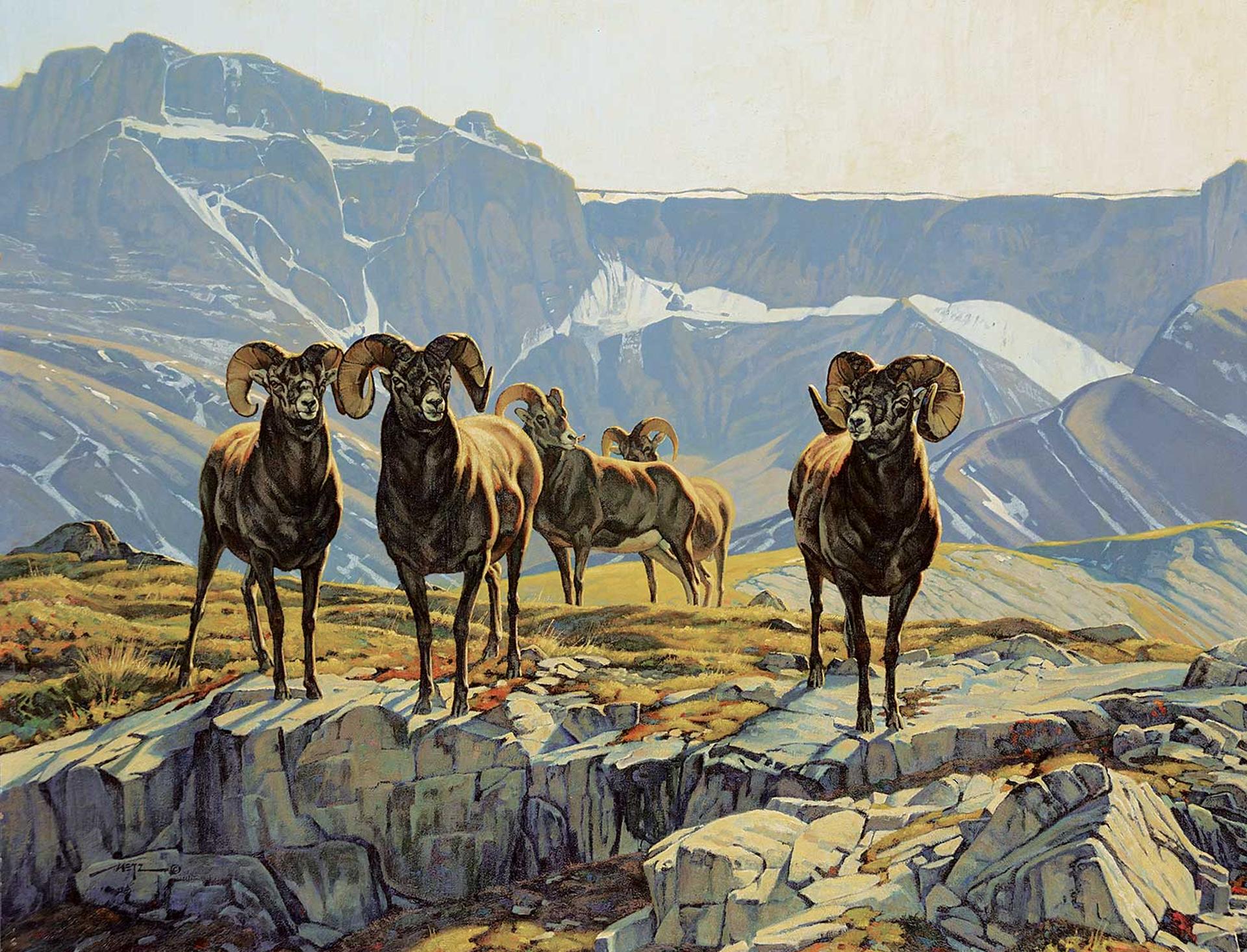 Dan Metz - Untitled - Bighorn Sheep on Bluff