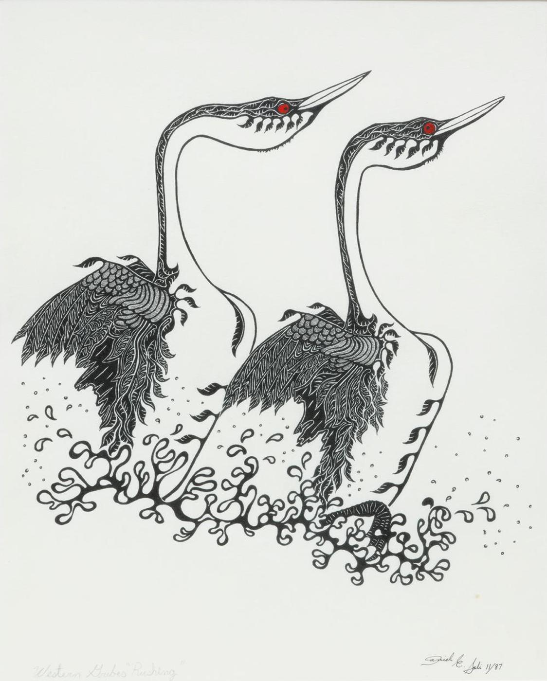 Daniel E. Sali - Western Grebes Rushing