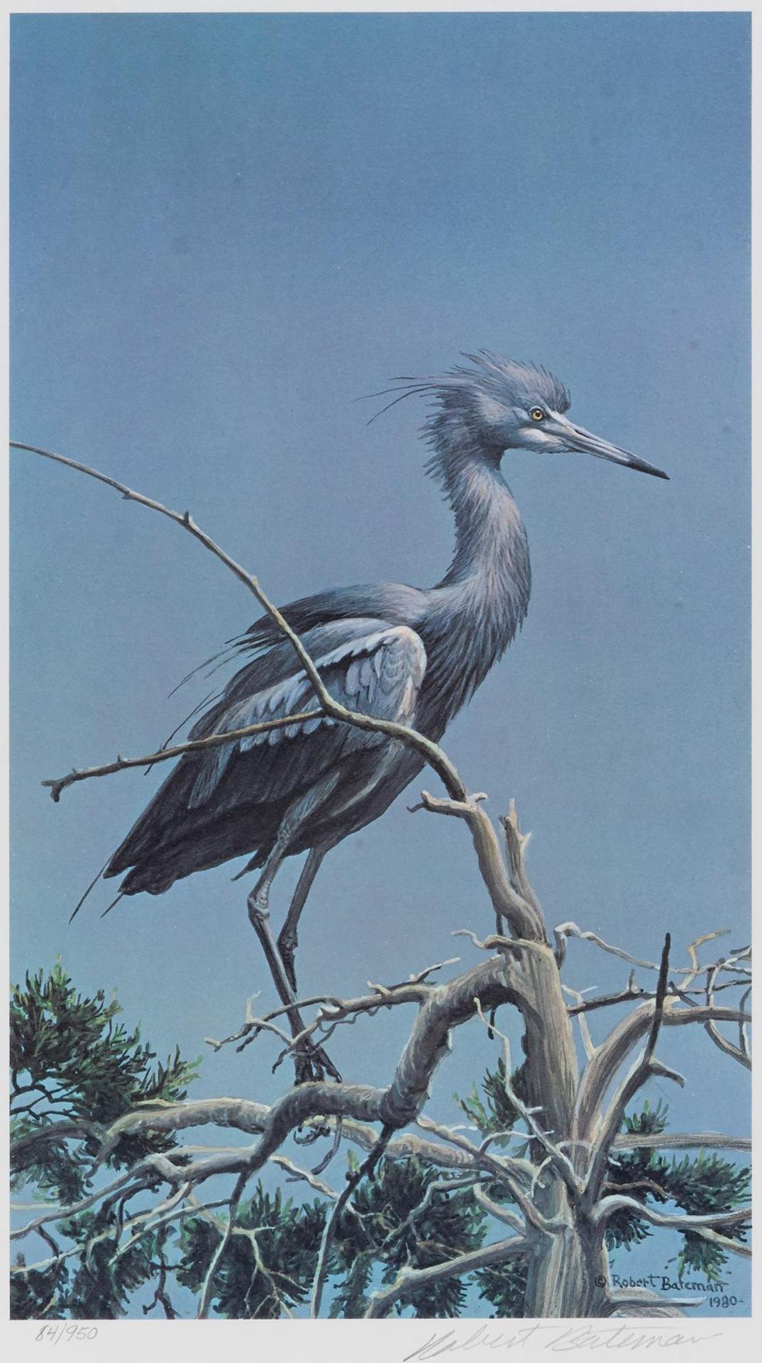 Robert Mclellan Bateman (1930-1922) - Little Blue Heron