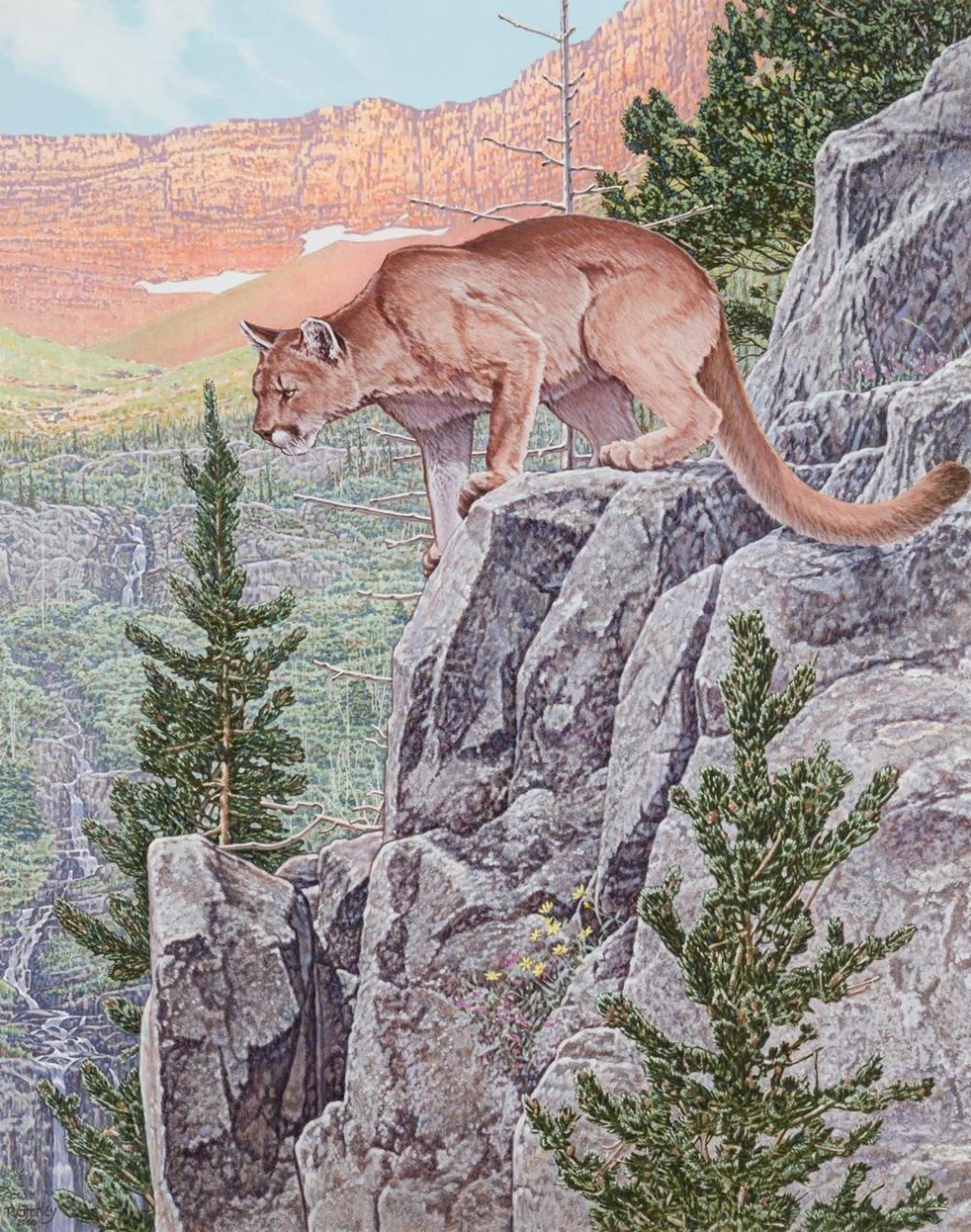 Richard V. Stanley - Mountain Lion