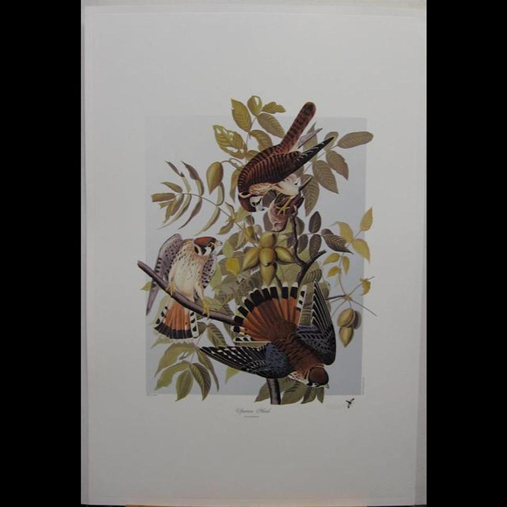 M. Bernard Loates - Sparrow Hawk; Screech Owl; Pileated Woodpecker; Green Heron
