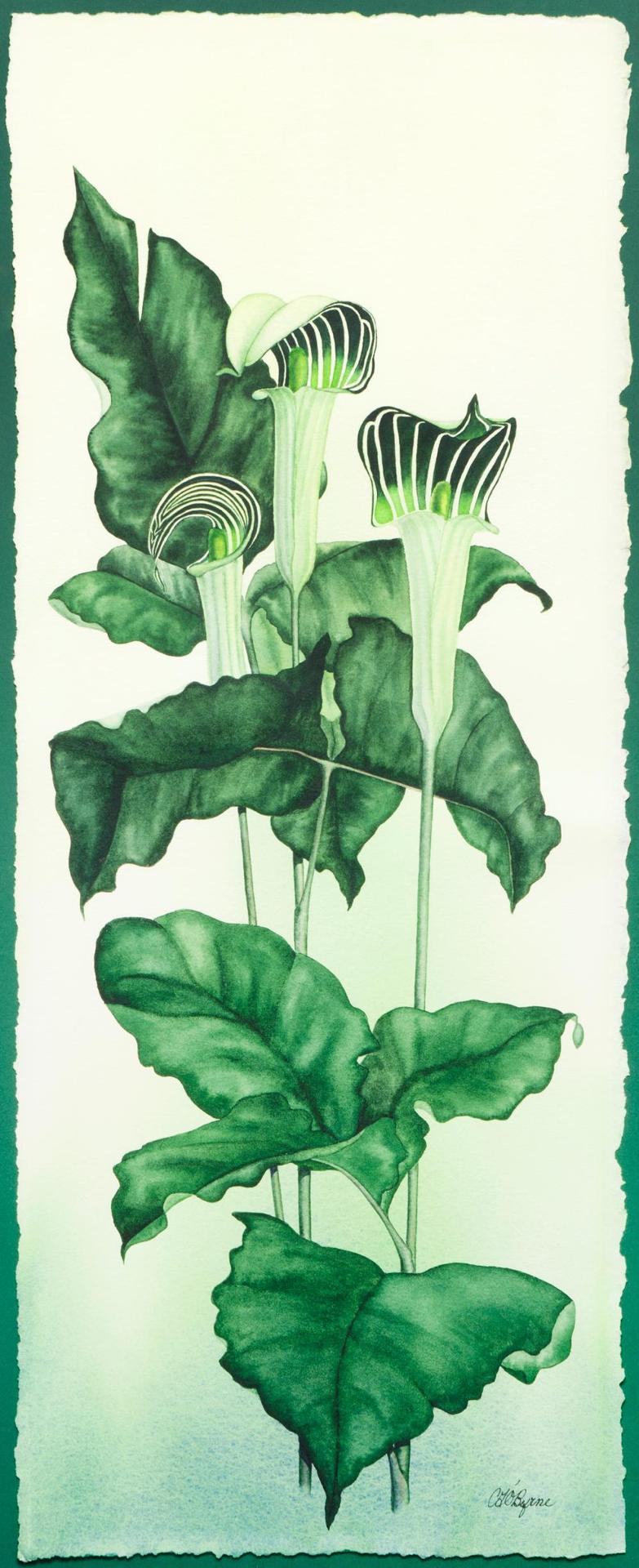 Catherine O'Byrne - Jack-in-the-Pulpits