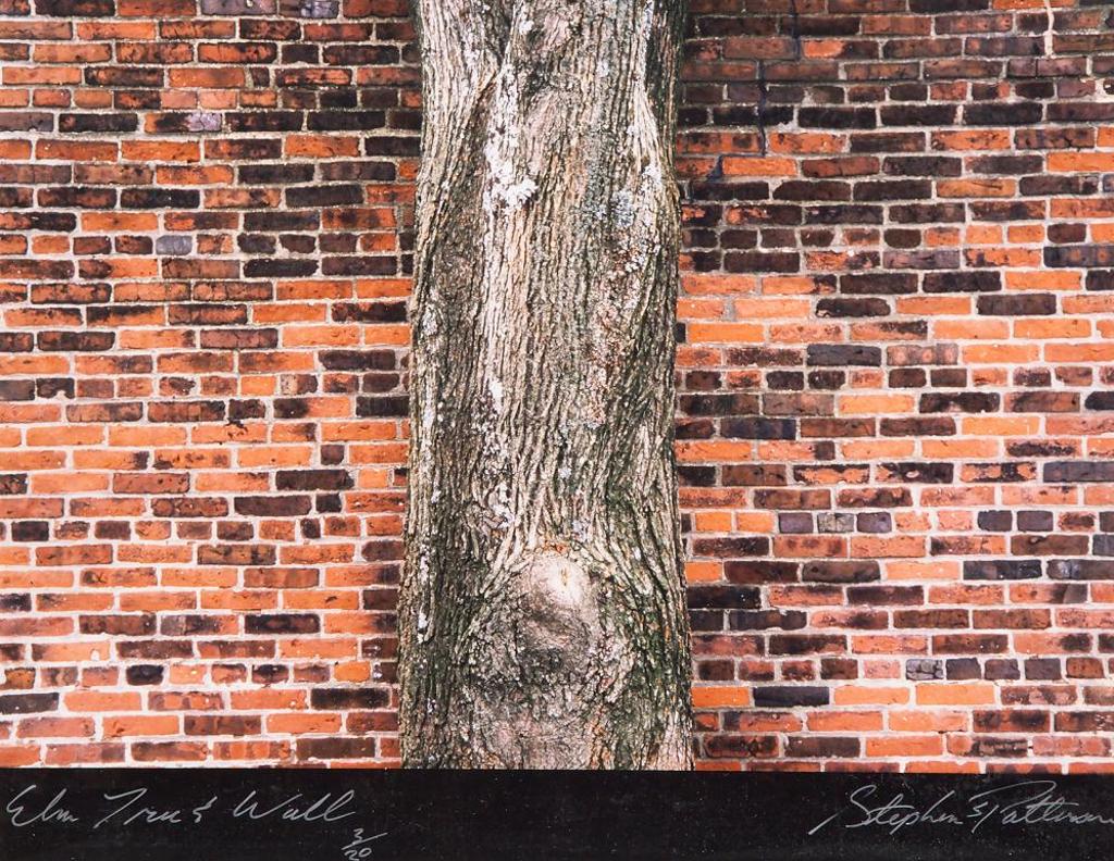 Stephen Scott Patterson - Elm Tree and Wall