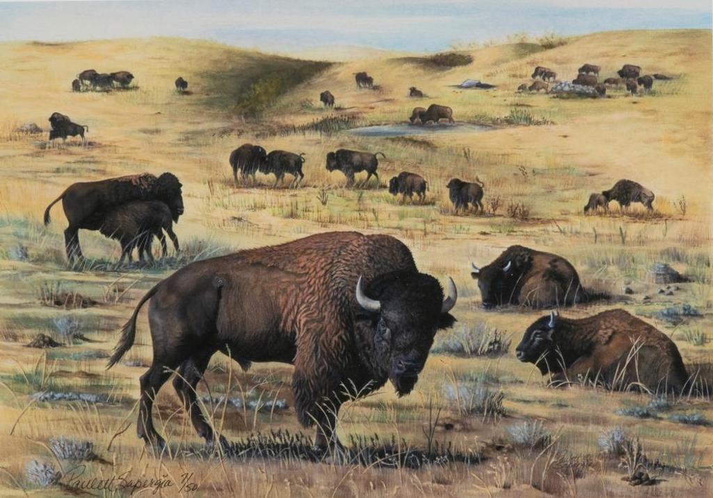 Paulett Sapergia - A Legend - The Plains Bison