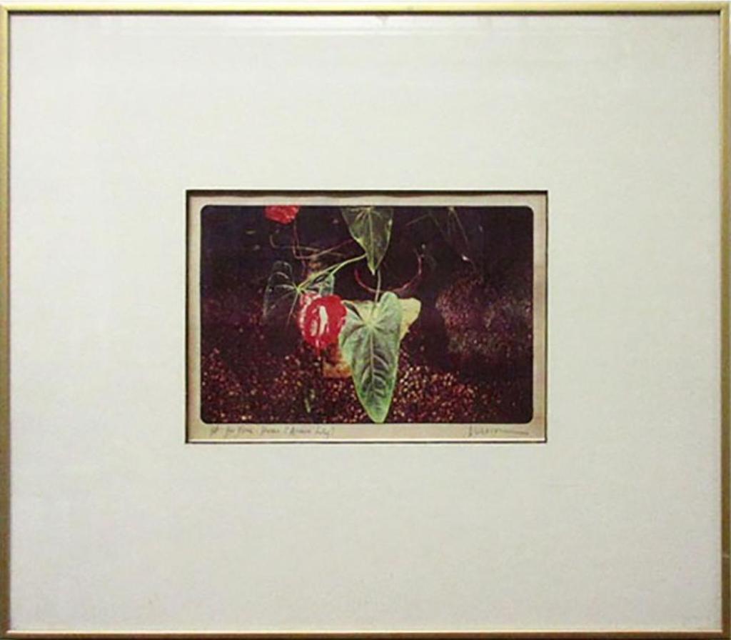 Jennifer Joan Dickson (1936) - For Flora: Seven (Arum Lily), 1982