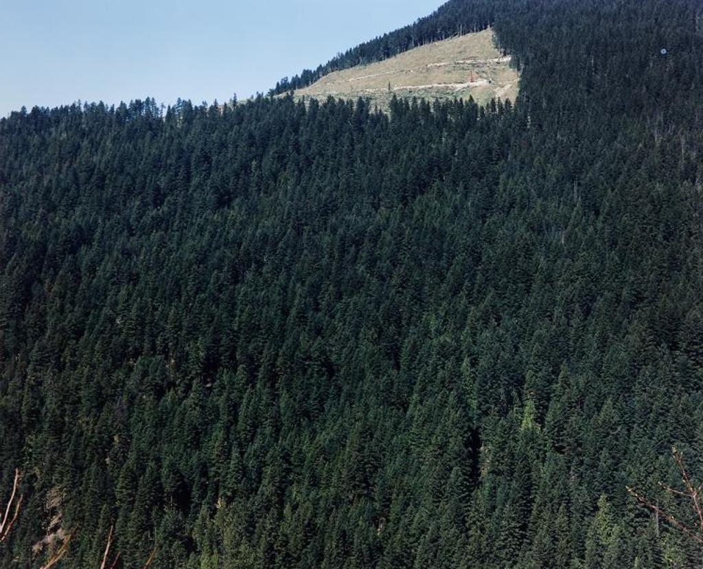 Lorraine Gilbert (1955) - Clearcutting, Pemberton, B.C.