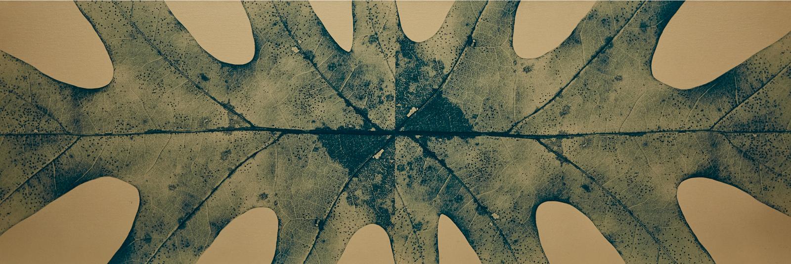 Ray Charles White (1961) - Double Inverted Oakleaf, 1995