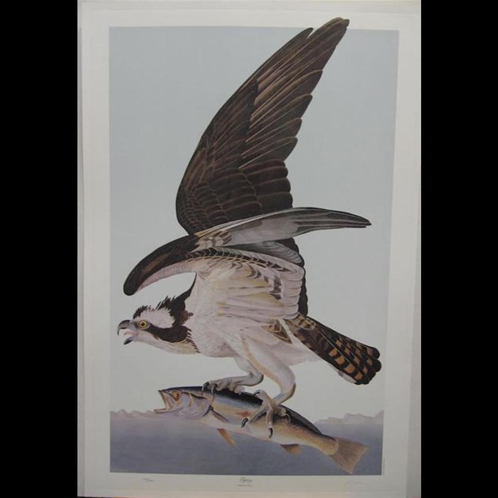 M. Bernard Loates - Osprey; Wood Ibis; Whooping Crane; Canada Goose; Snowy Egret