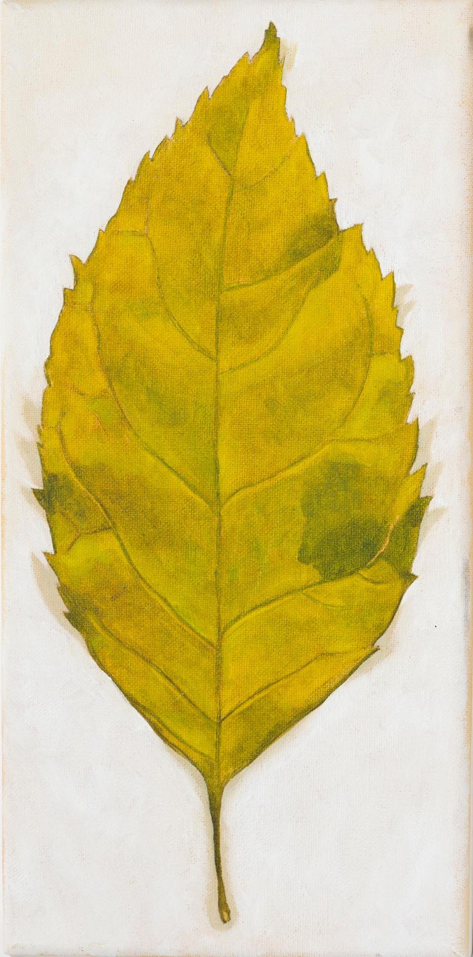Jeff Spokes - Green Spring Leaf