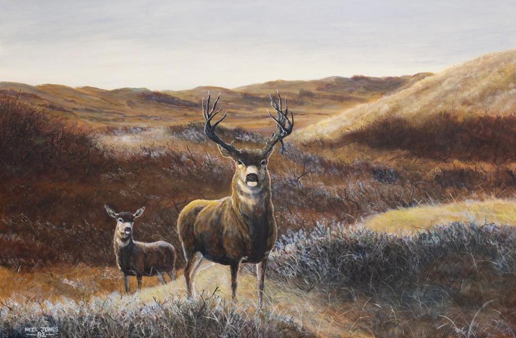 Neil Jones - Mule Deer at Dusk, Great Sand Hills