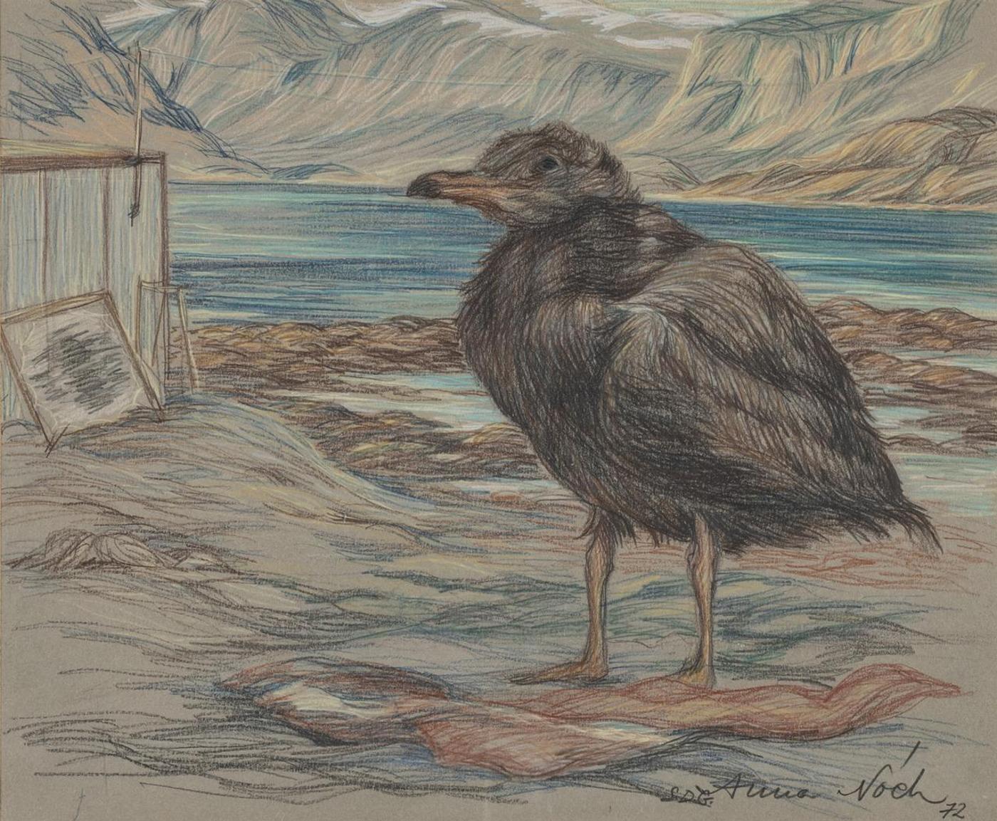 Anna T. Noeh (1926-2016) - Young Gull in Captivity