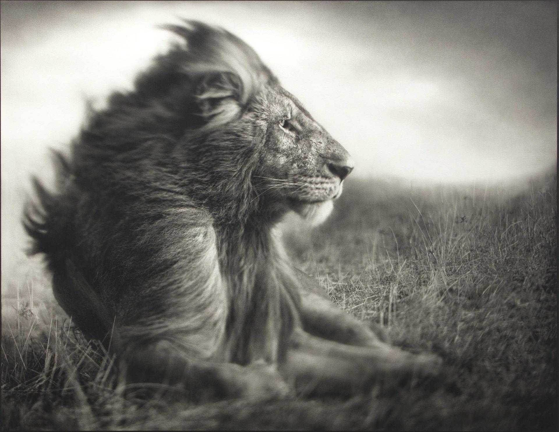 Nick Brandt (1964) - Lion Before Storm II – Sitting Profile, Maasai Mara, 2006