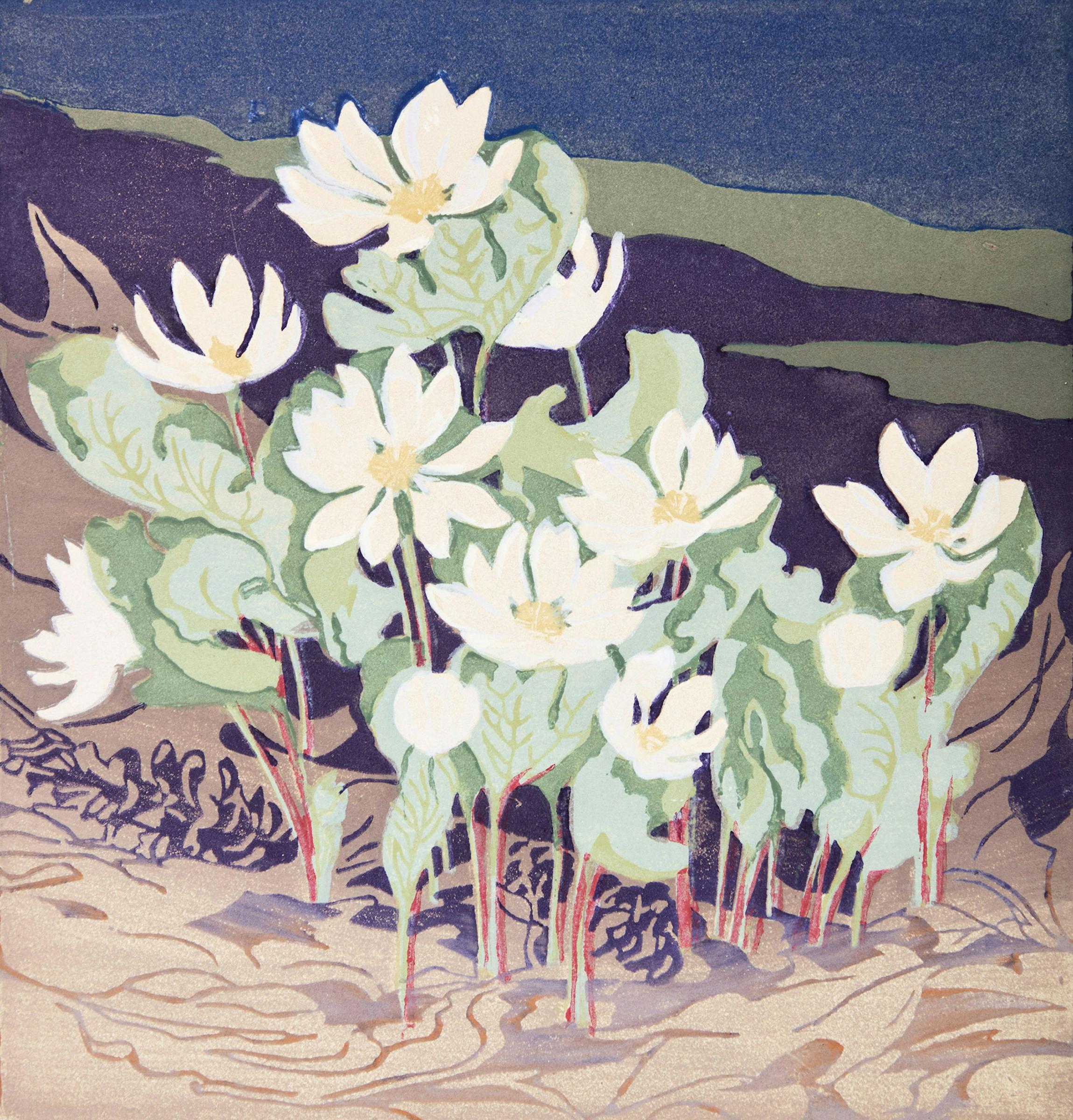 Mary Evelyn Wrinch (1877-1969) - Northern Bloodroot