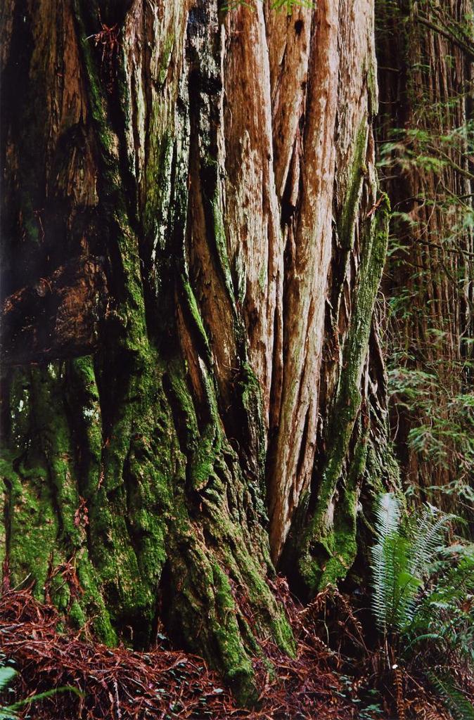 Courtney Milne (1943-2010) - Tree of Life, Union of Heaven and Earth