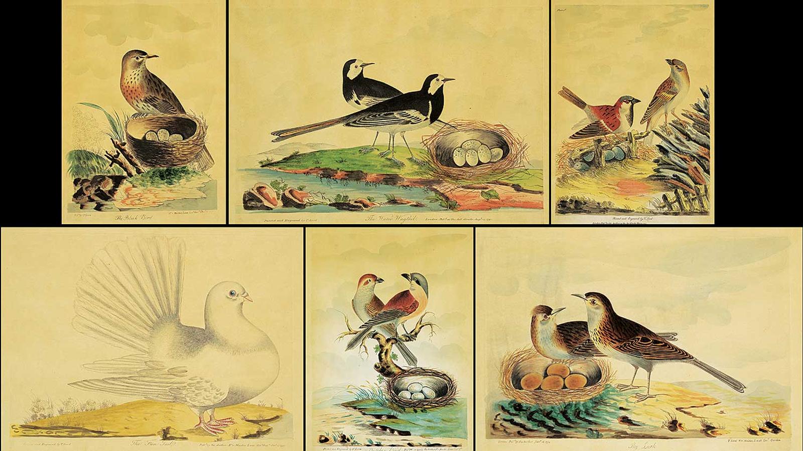 T. Lord - Six Hand Coloured Bird Engravings