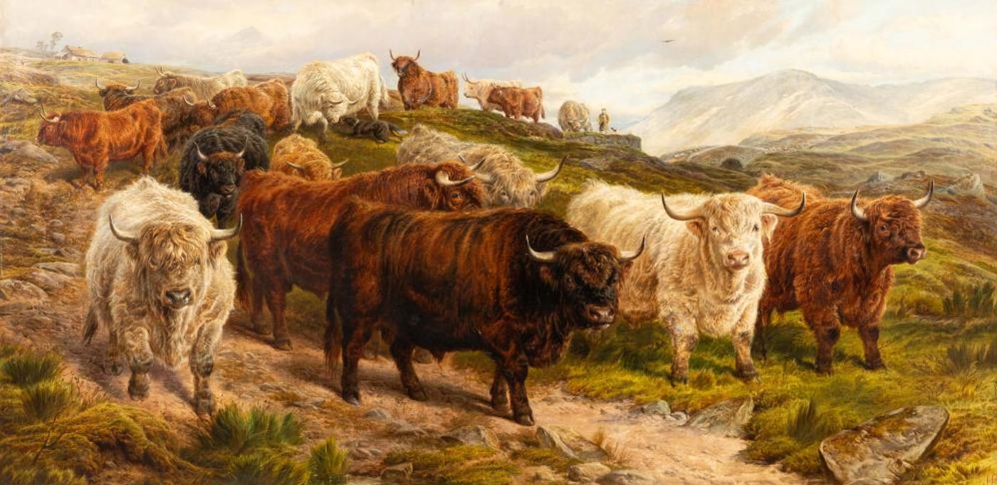 Charlie James (1865-1961) - Highland Cattle
