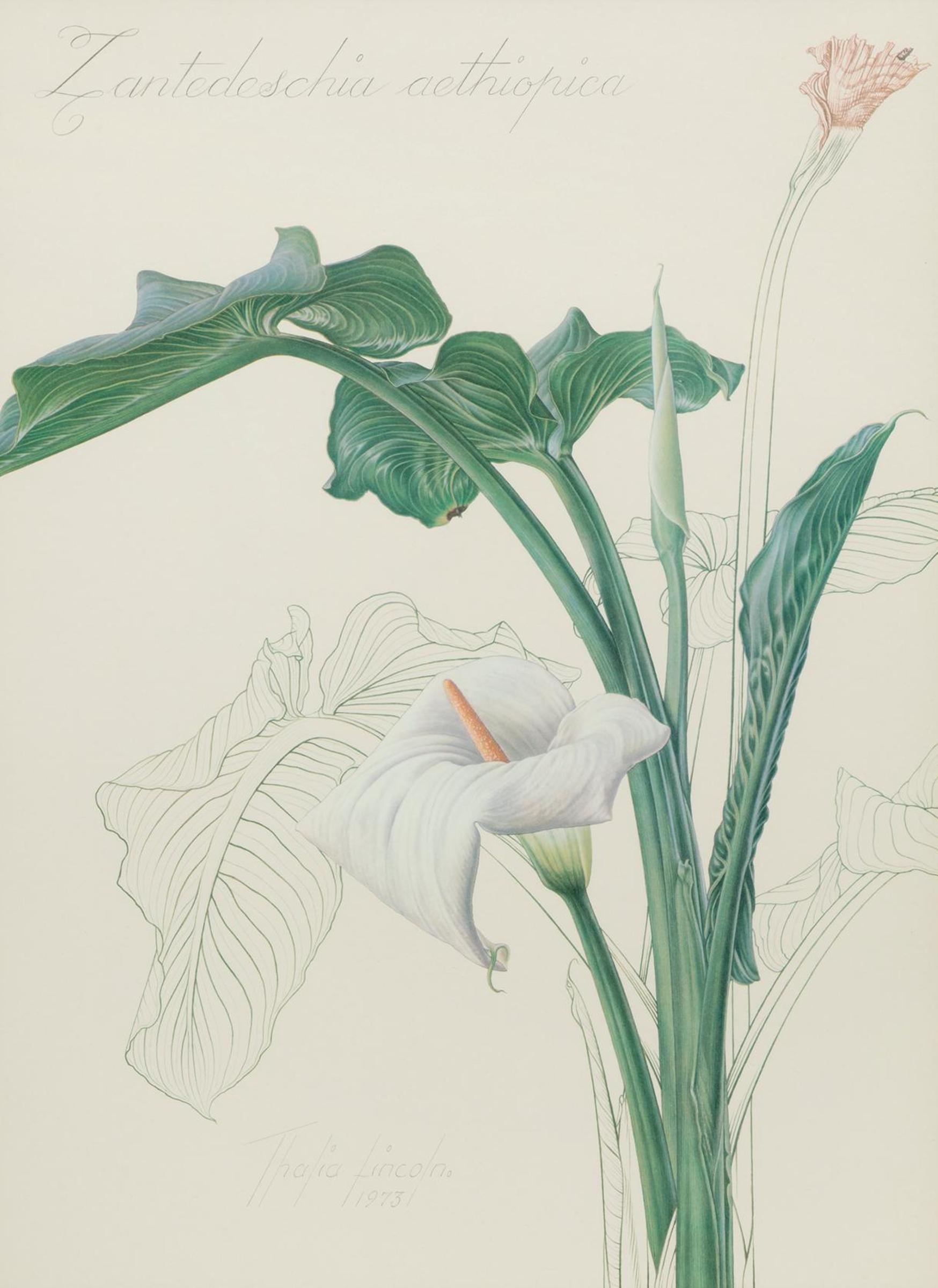 Thalia Lincoln (1924-2014) - Zantedeschia Aethiopica