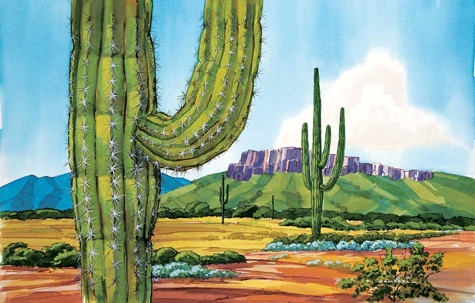 David Campbell - Untitled - Cactus Views