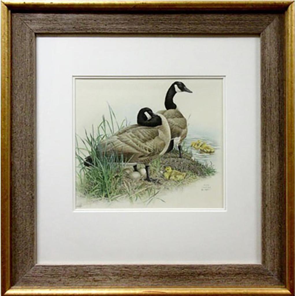 Glen Loates (1945) - Canada Geese (With Goslings)