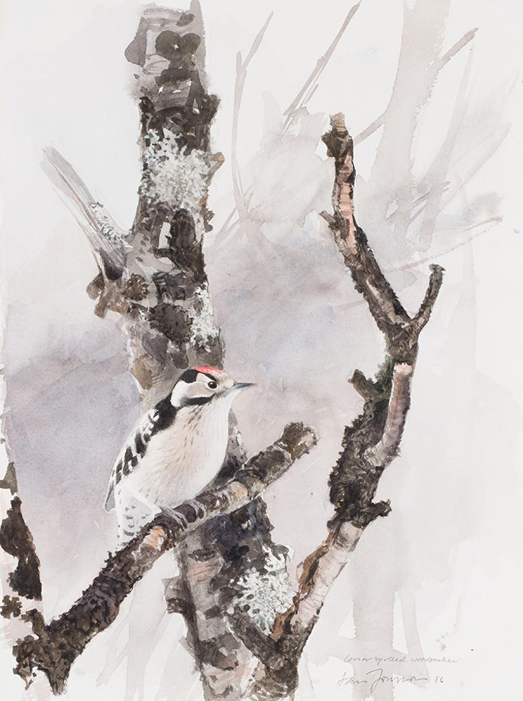 Lars Jonsson - Lesser Spotted Woodpecker