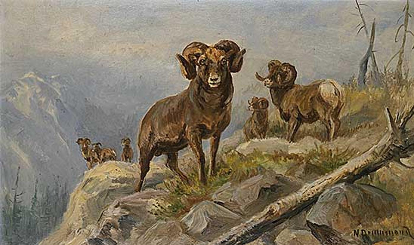 Nora Drummond-Davis (1862-1949) - Untitled - Bighorn Sheep in the Mountains