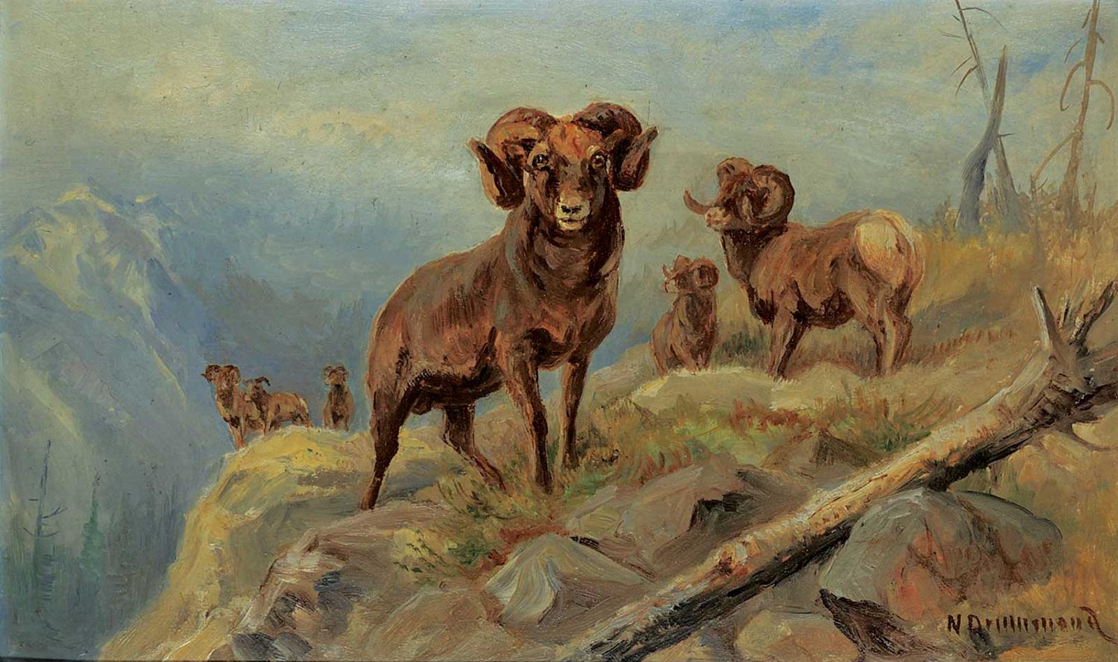 Nora Drummond-Davis (1862-1949) - Untitled - Bighorn Sheep in the Mountains