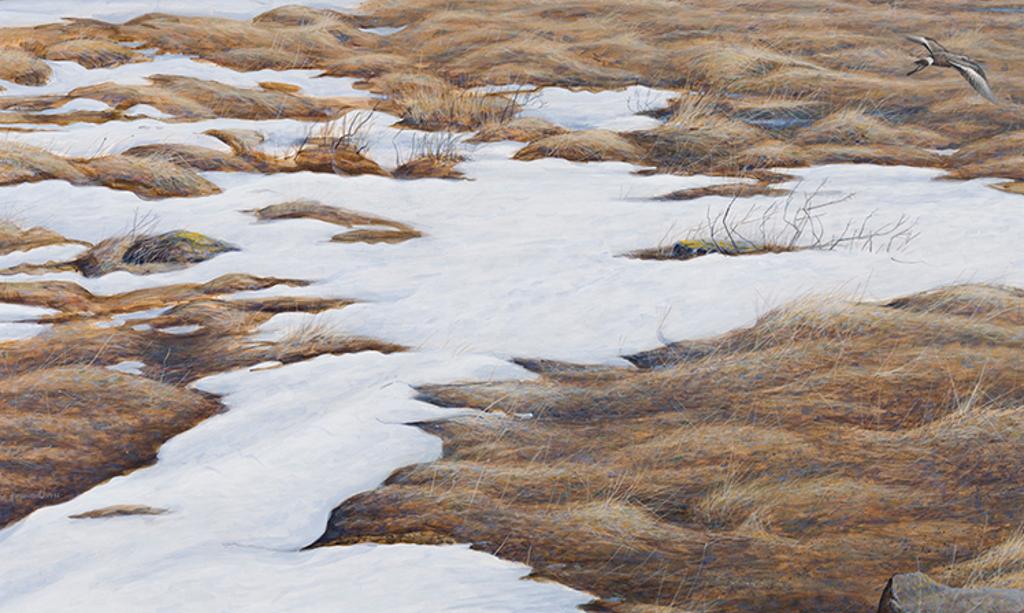 Ron Kingswood (1959) - Hudsonian Godwit, South of Churchill, Manitoba