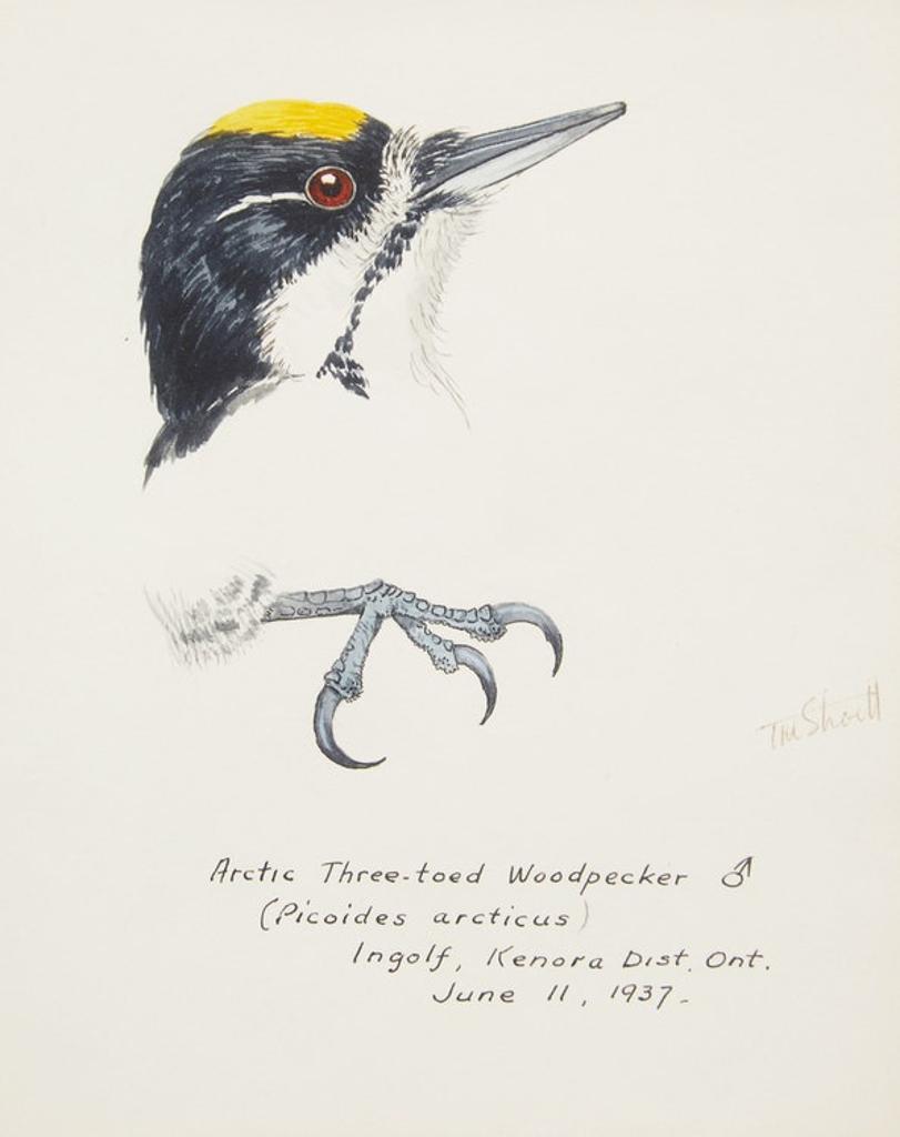 Terence Michael Shortt (1910-1986) - Ornithological Studies