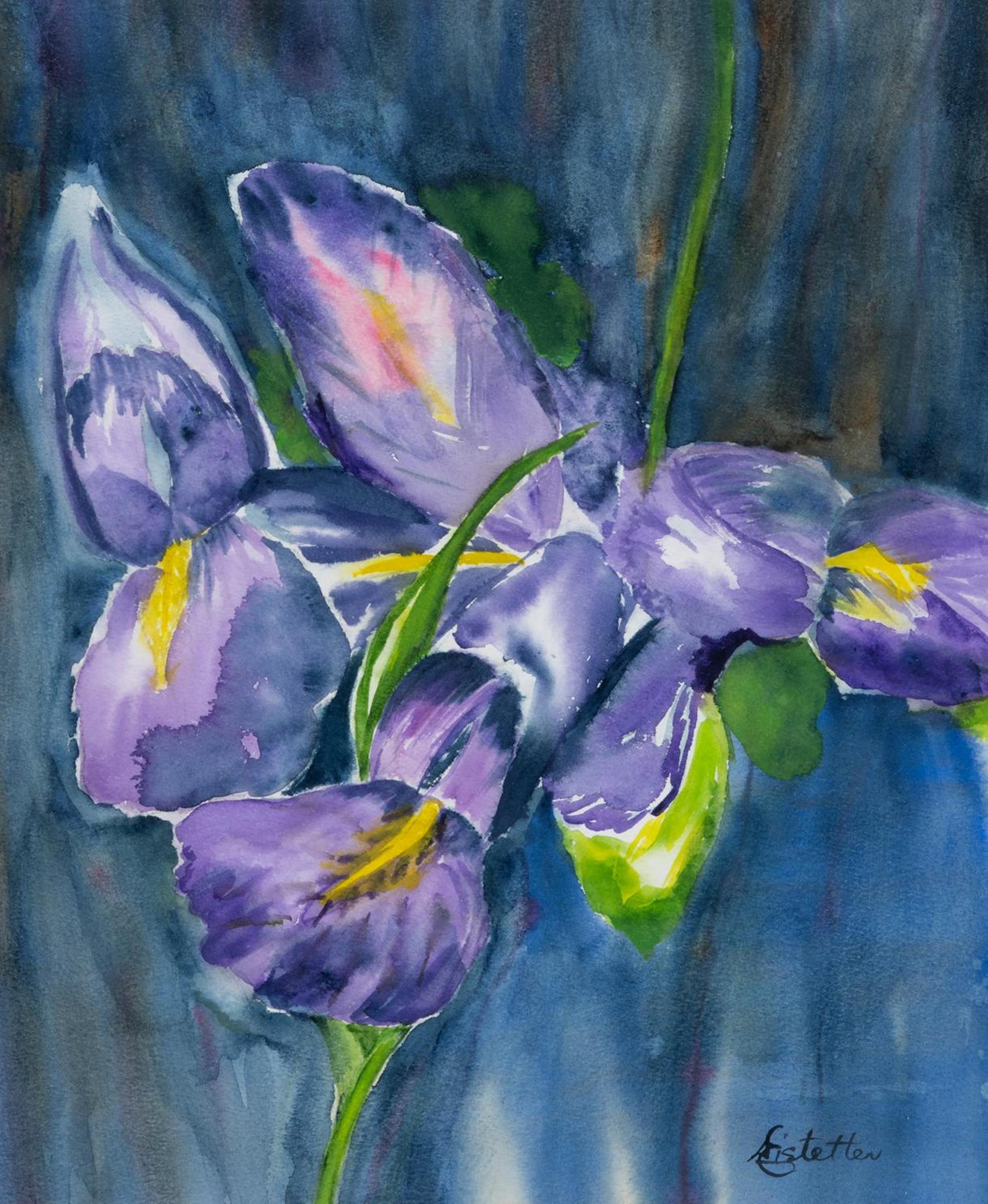 Dorothy Eistetter - Irises